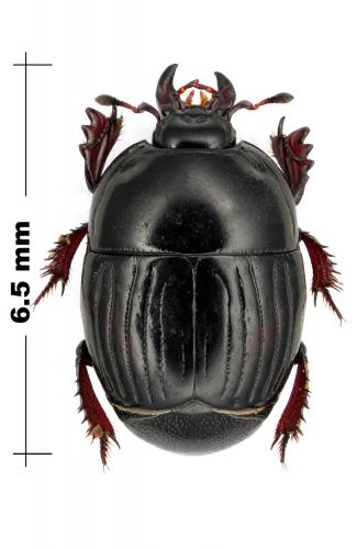 Réf. 154 183 : Atholus scutellaris