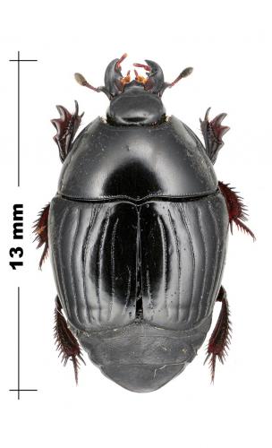 Réf. 154 222 : Pachylister caffer