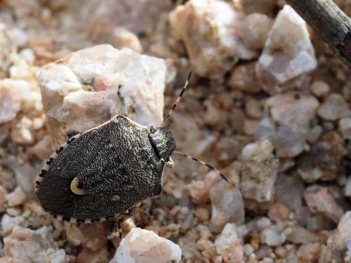 Réf. 154 443 : Holcostethus albipes