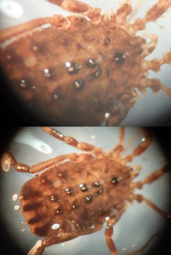 Homalenotus quadridentatus