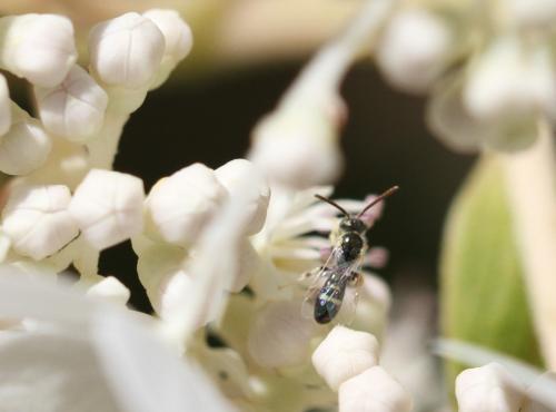 Ceylalictus variegatus