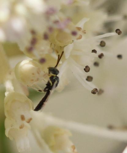 Ceylalictus variegatus