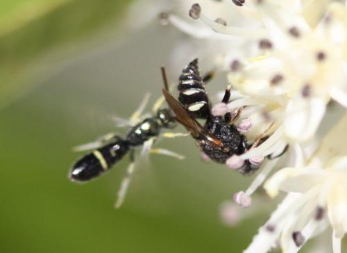 Ceylalictus variegatus