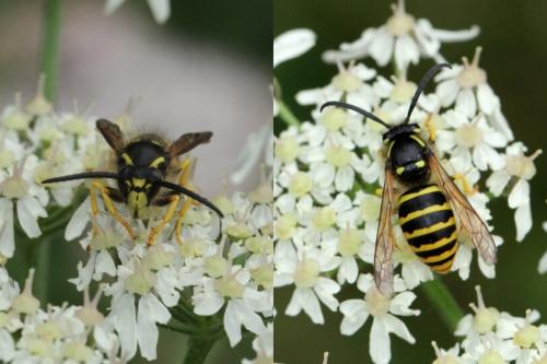 Dolichovespula sp.