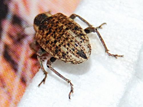 Hypera conmaculata