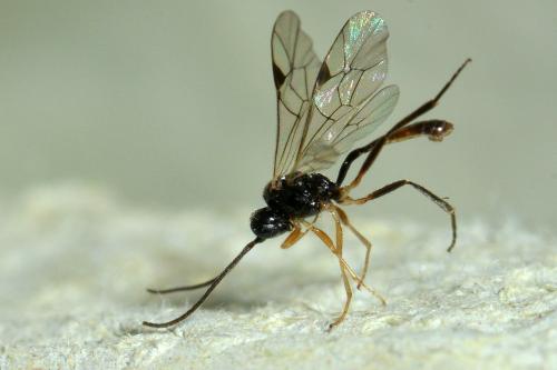 Cryptinae