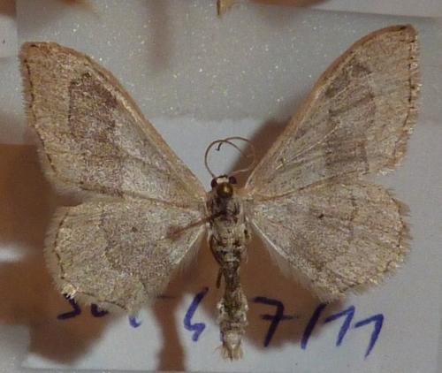 Réf. 154 673 : Idaea aversata