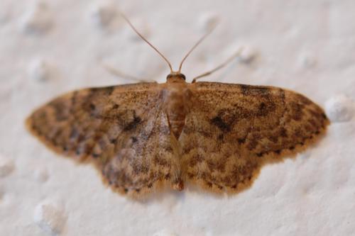 Idaea inquinata