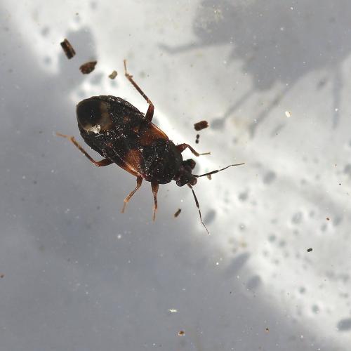 Réf. 154 191 : Lyctocoris dimidiatus