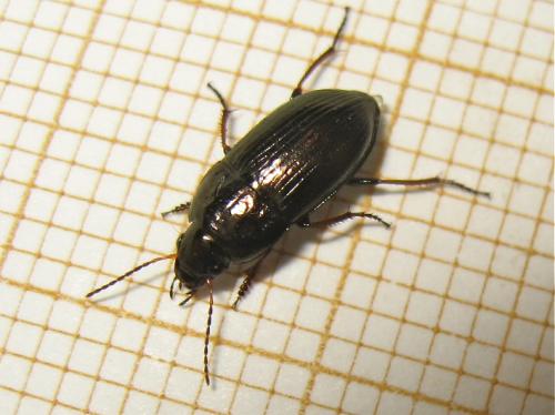 Amara sp.