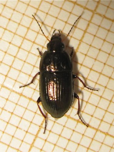 Amara sp.