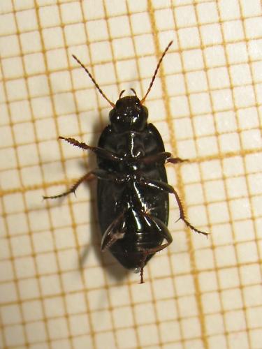 Amara sp.