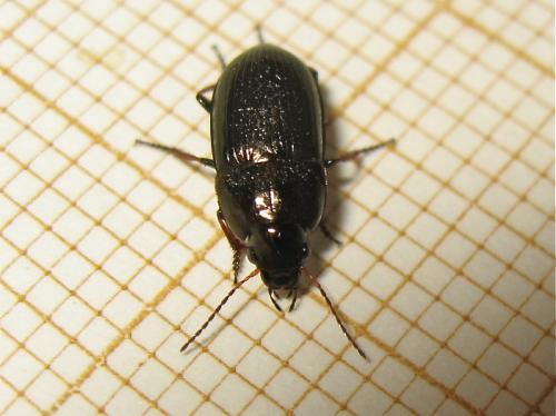 Amara sp.