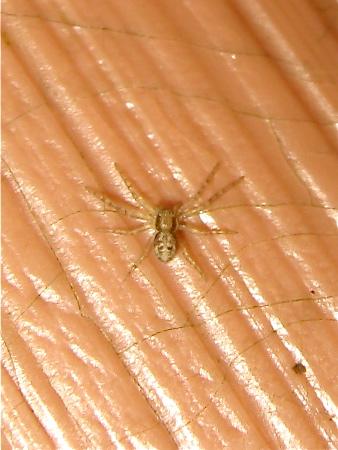Philodromus sp.