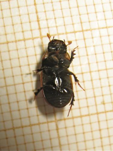 Aphodius sp.