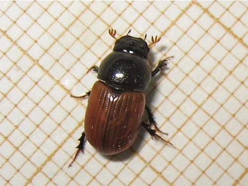 Réf. 154 417 : Aphodius sp.