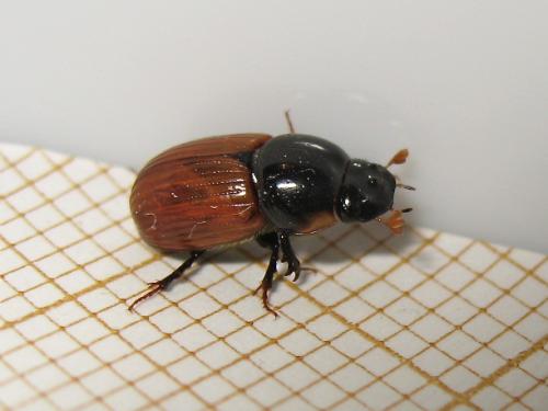 Réf. 154 418 : Aphodius sp.