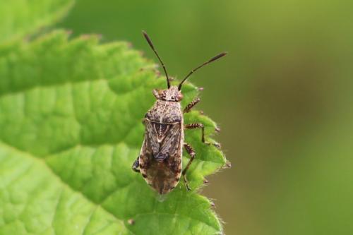 Stictopleurus punctatonervosus