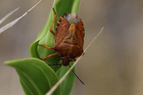 Carpocoris purpureipennis