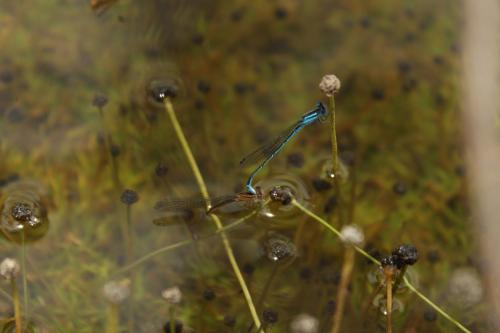 Africallagma glaucum