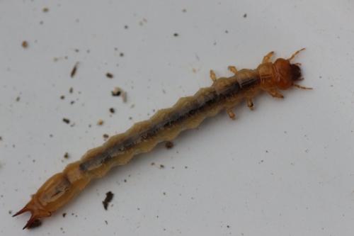 Réf. 154 659 : Pyrochroa sp.
