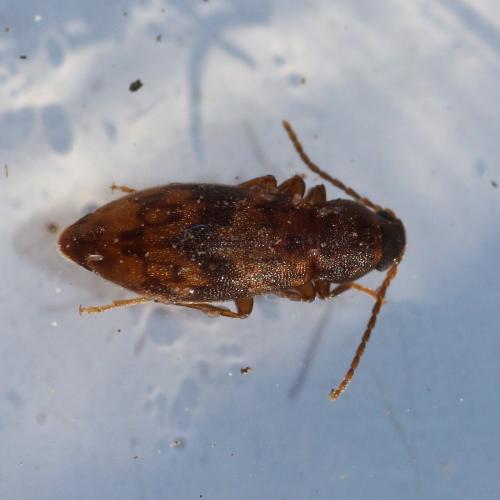 Réf. 154 815 : Marolia variegata