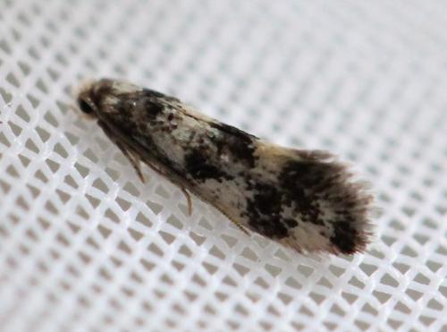 Réf. 154 177 : Lichenotinea pustulatella