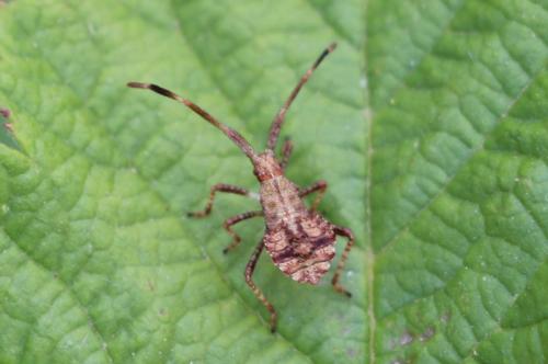 Réf. 154 219 : Coreus marginatus