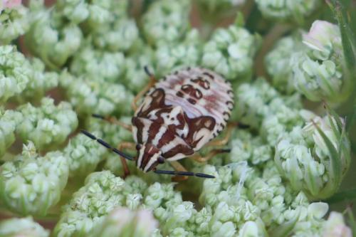 Réf. 154 382 : Carpocoris sp.