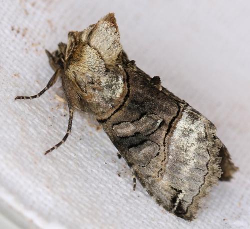 Réf. 154 458 : Abrostola tripartita
