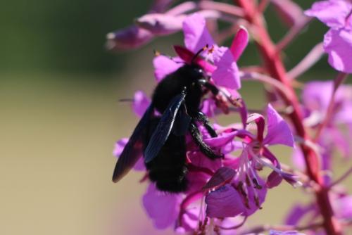 Réf. 154 144 : Xylocopa violacea