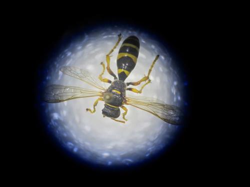 Gorytes sp.