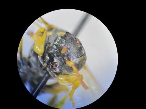 Gorytes sp.