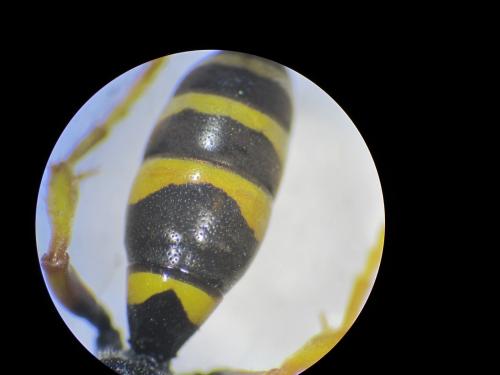Réf. 154 081 : Gorytes sp.