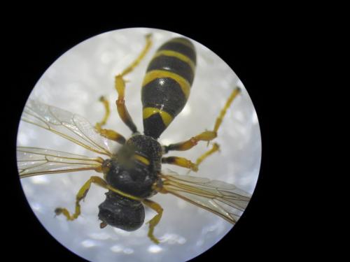 Gorytes sp.