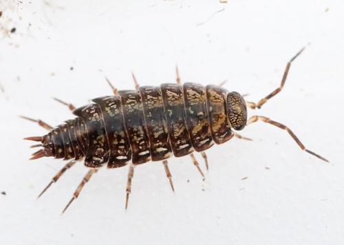 Philoscia affinis