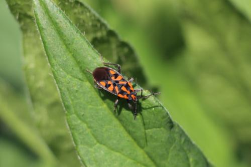 Réf. 154 220 : Spilostethus saxatilis