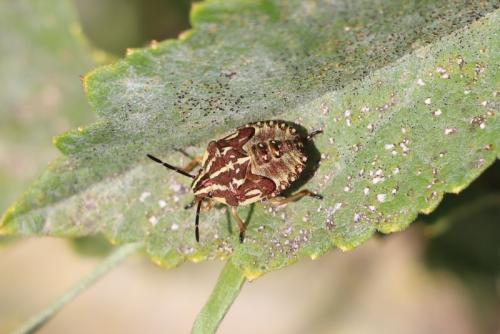 Réf. 154 823 : Carpocoris sp.