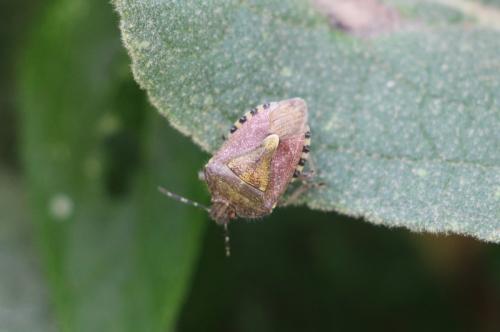Dolycoris baccarum