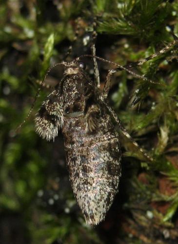 Operophtera brumata