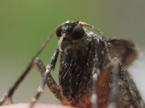 Operophtera brumata