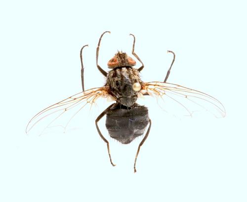 Polietes sp.