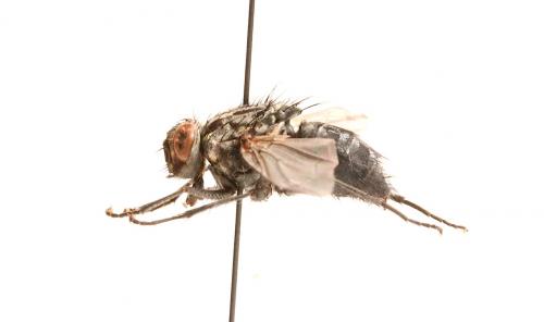 Polietes sp.