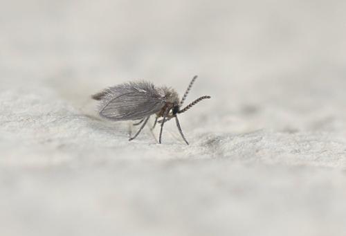 Psychoda sp.