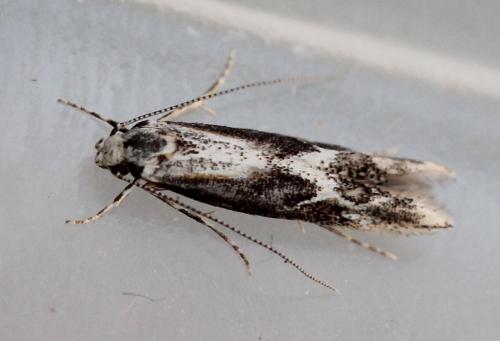 Blastodacna atra