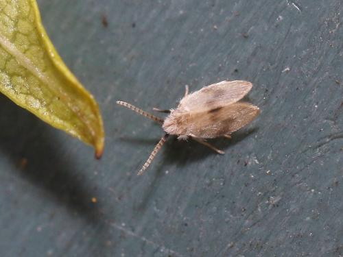 Psychoda surcoufi
