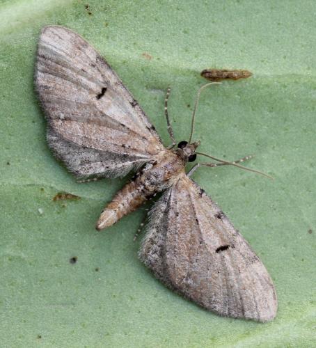Eupithecia sp.