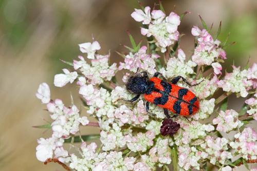 Réf. 154 046 : Trichodes umbellatarum