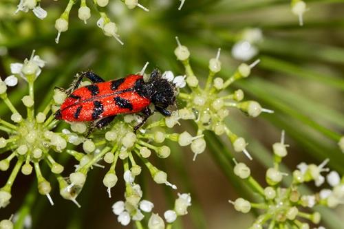 Réf. 154 077 : Trichodes umbellatarum
