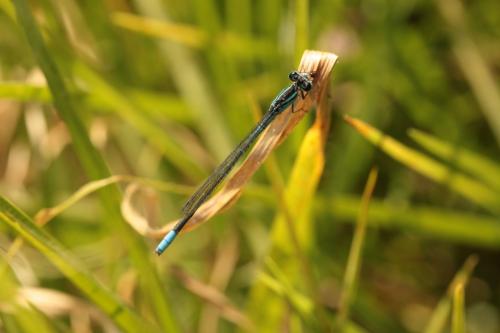 Africallagma glaucum